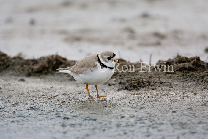 Piping Plover