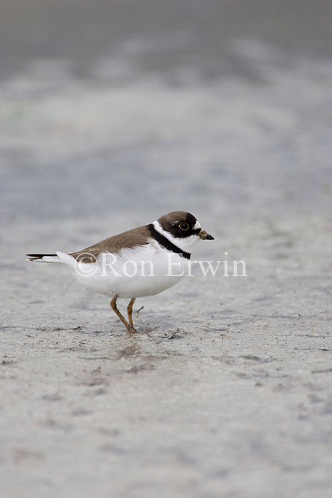 Semipalmated Plover