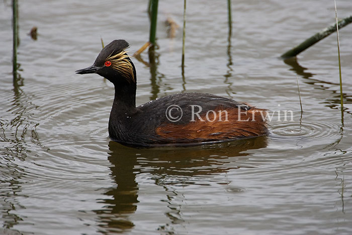 Eared Grebe