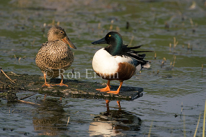 Northern Shovelers