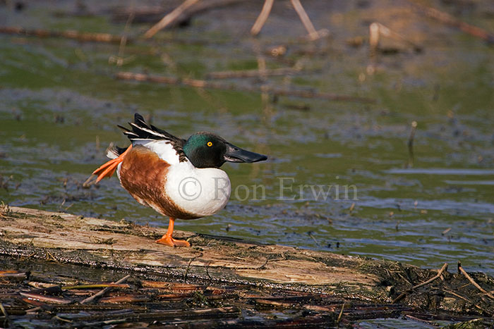 Footloose Male Northern Shoveler