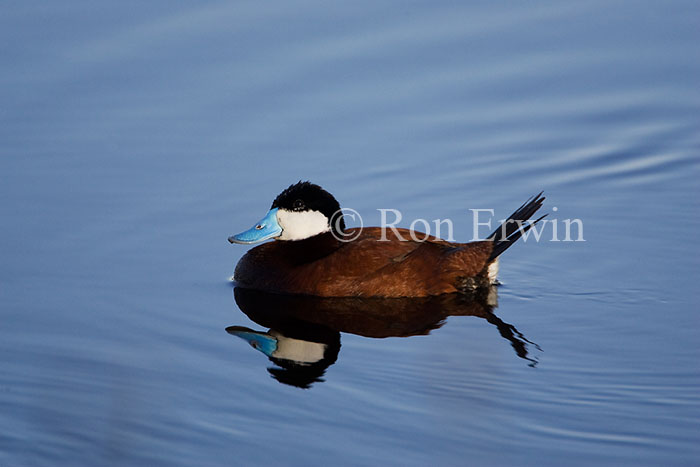 Ruddy Duck