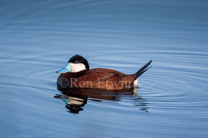 Male Ruddy Duck