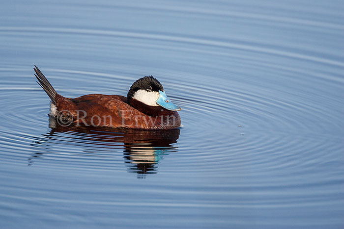 Male Ruddy Duck