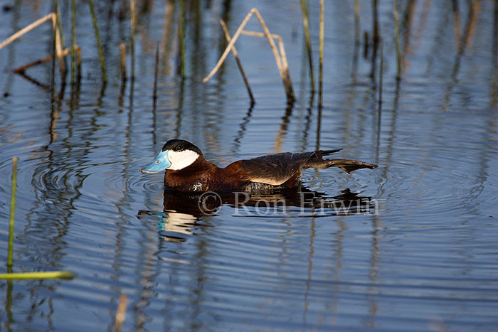 Ruddy Duck