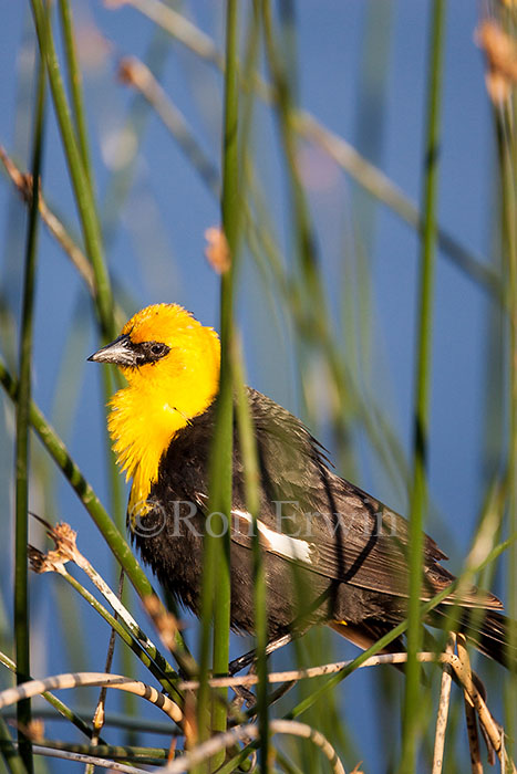 Yellow-headed Blackbird