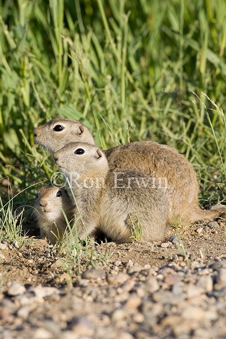 Gophers
