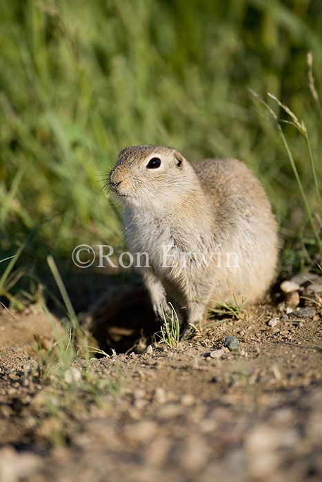 Gopher
