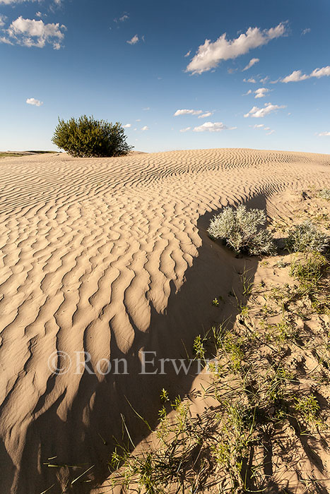 Great Sandhills, Saskatchewan