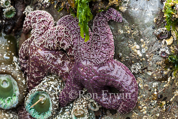 Sea Stars, BC