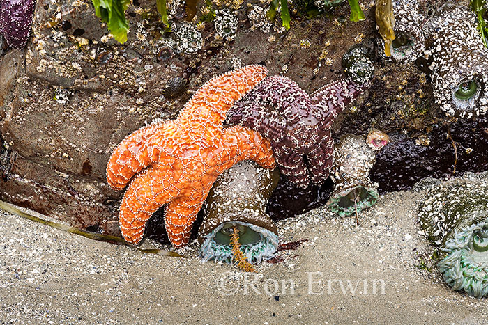 Sea Stars, BC