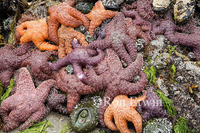 Sea Stars