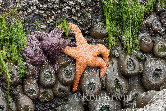 Sea Stars, BC