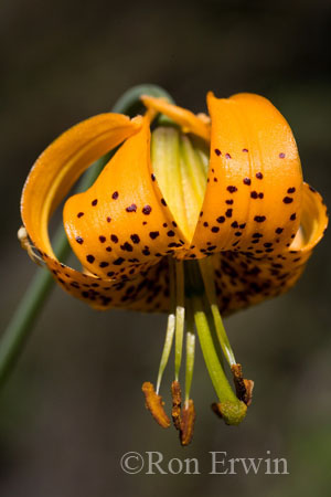 Tiger Lily