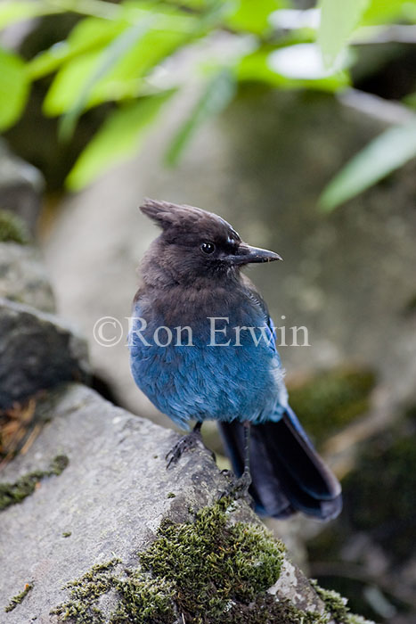 Steller's Jay