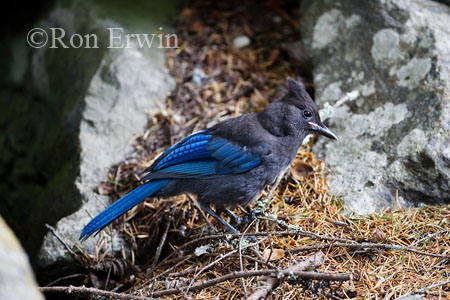 Steller's Jay