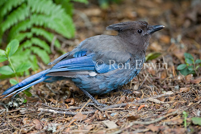 Steller's Jay