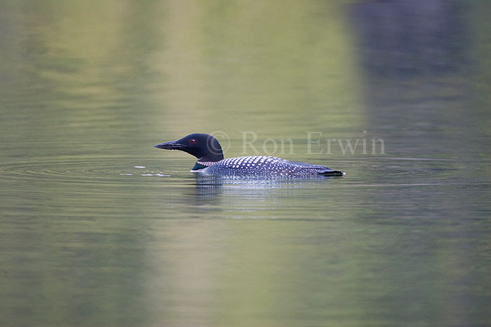 Loon