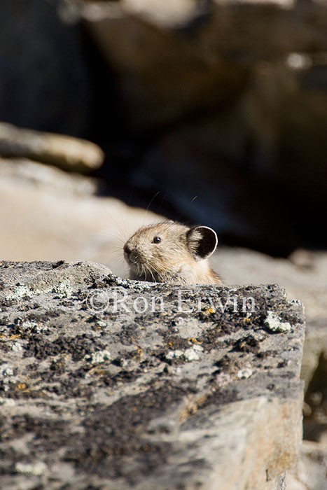 American Pika