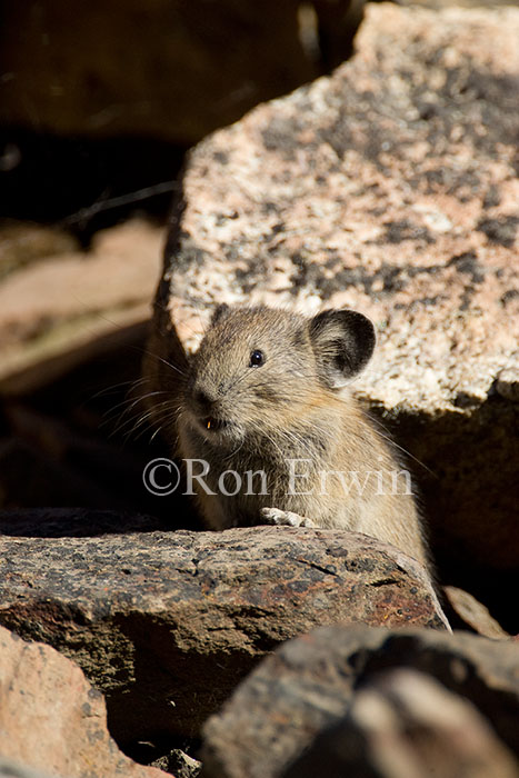 Pika Eating