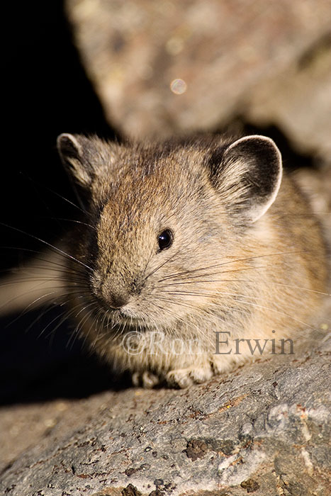 American Pika