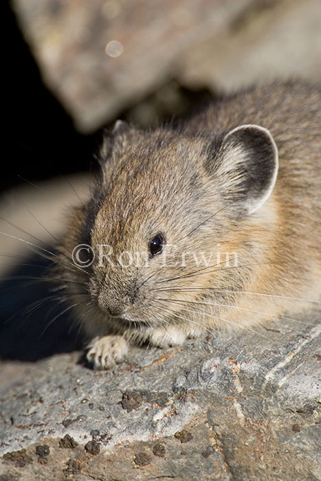 Pika