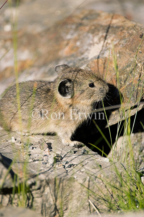 Pika/Piping Hare