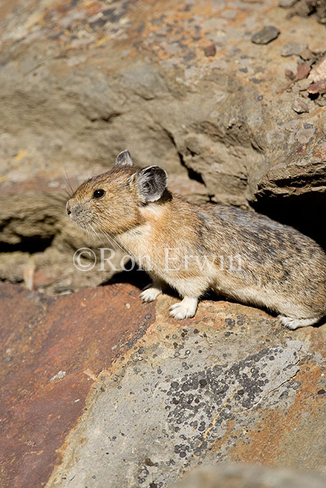 Pika