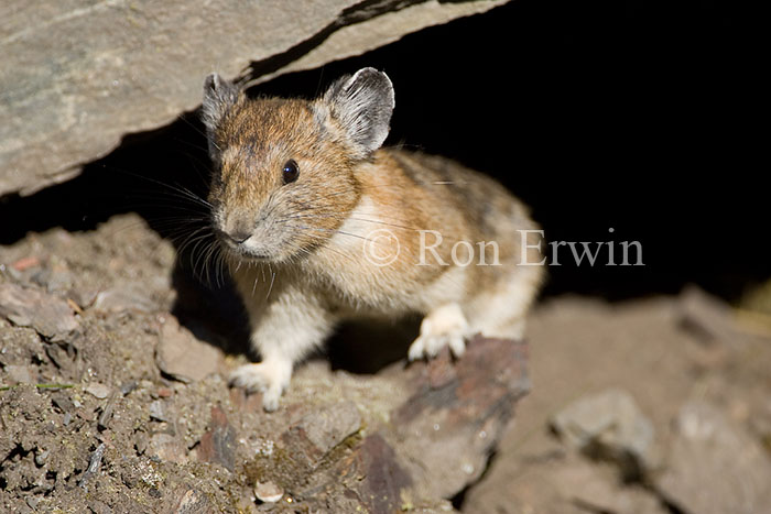 Pika Peeking out of Rocks