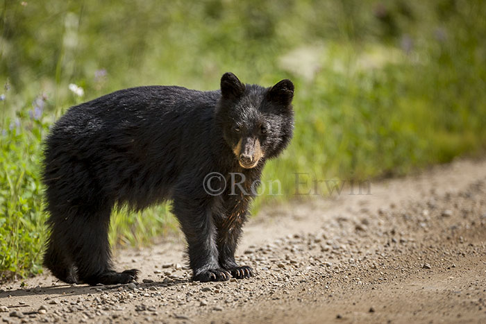 Black Bear Cub
