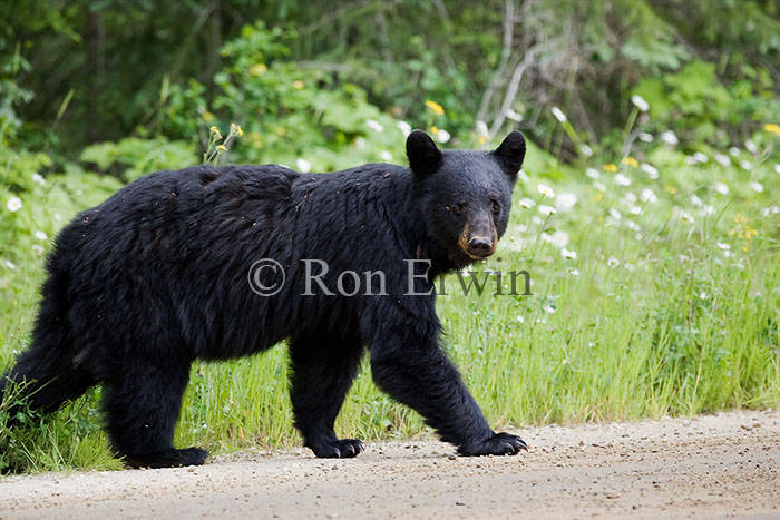 Black Bear