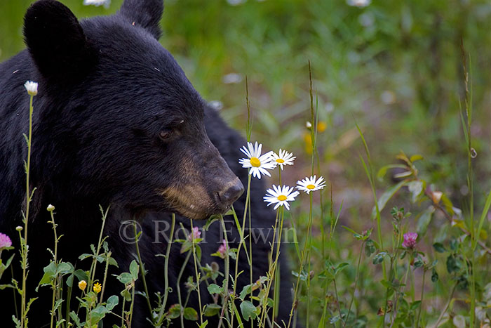 Black Bear