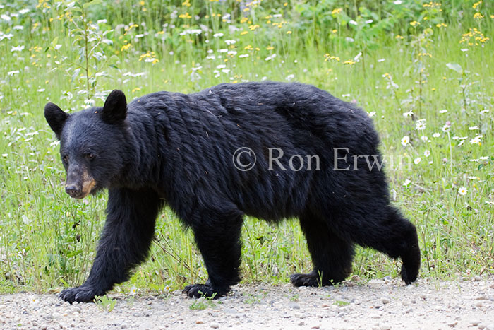 Black Bear
