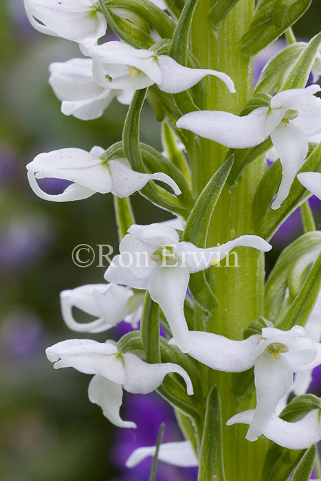 Tall White Bog Orchid