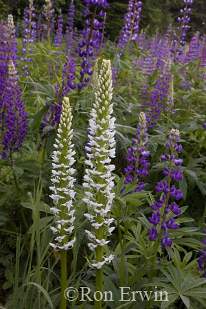 Tall White Bog Orchid