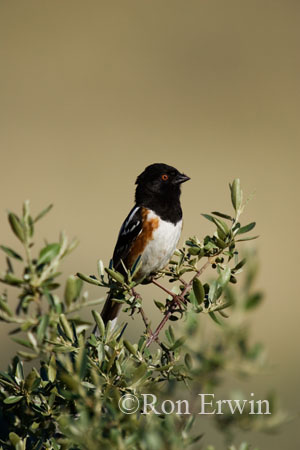 Spotted Towhee