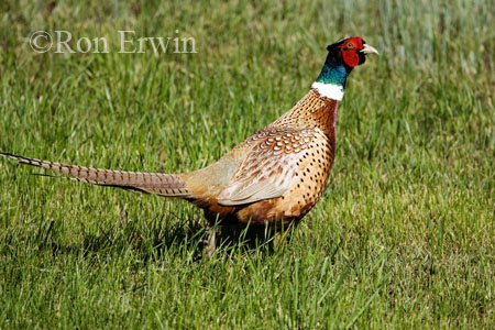 Ring-necked pheasant