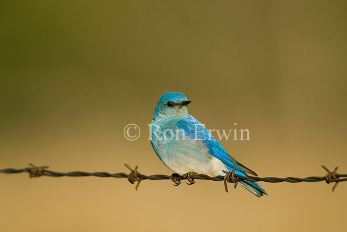 Male Mountain Bluebird
