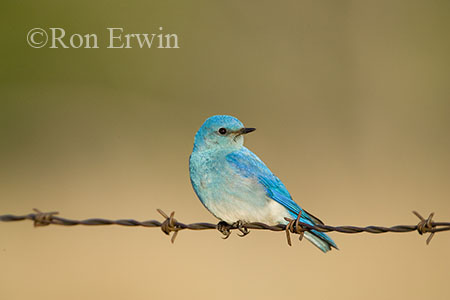 Mountain Bluebird