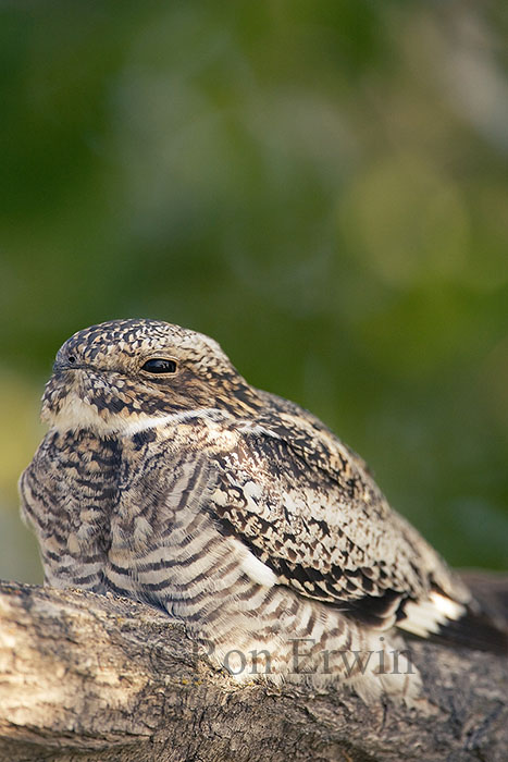Nighthawk