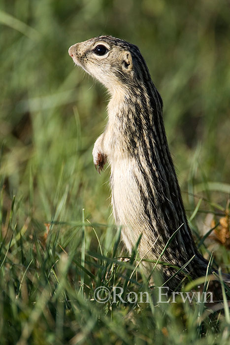 Thirteen-lined Ground Squirrel