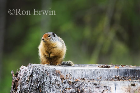 Columbian Ground Squirrel
