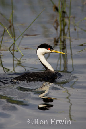 Western Grebe