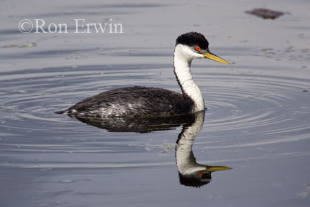 Western Grebe