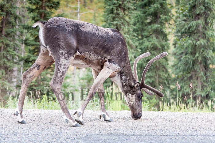 Caribou