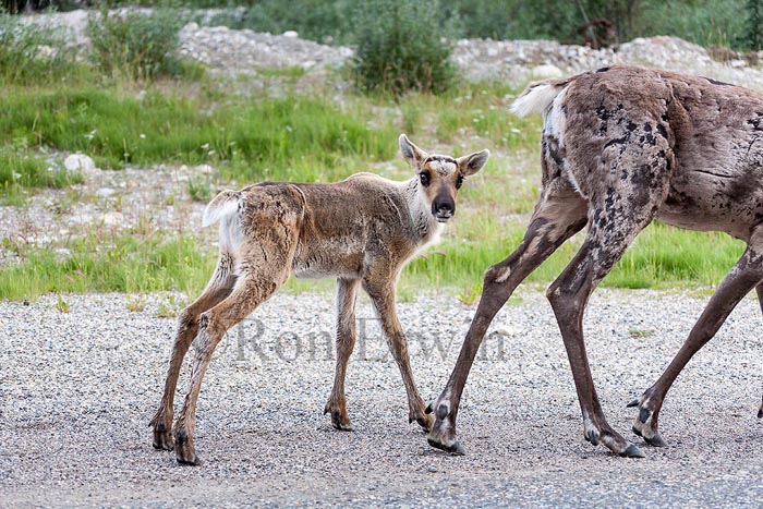 Caribou Cow & Calf