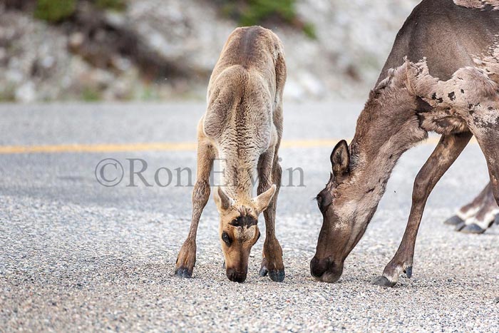Caribou Cow & Calf