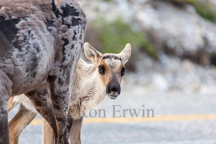 Young Caribou