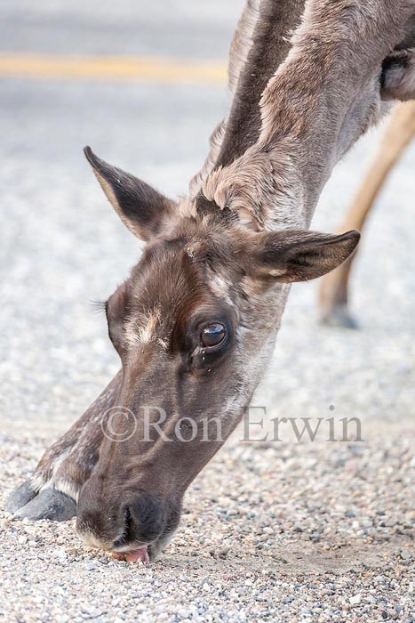Caribou Licking Road Salt