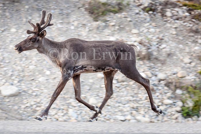 Caribou